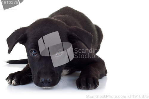 Image of lonely stray puppy dog lying down