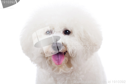 Image of bichon frise puppy dog 