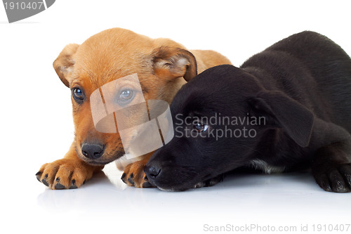 Image of side view of two stray puppy dogs lying down