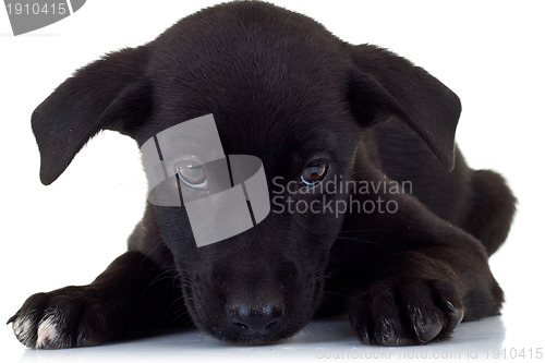 Image of sad little puppy dog