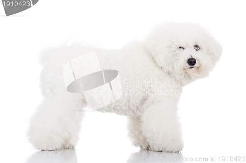 Image of beautiful bichon frise puppy dog standing 