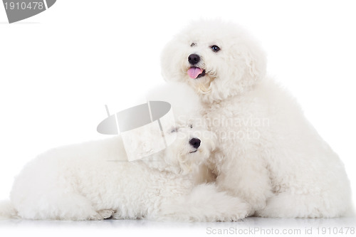 Image of pair of adorable bichon frise puppy dogs