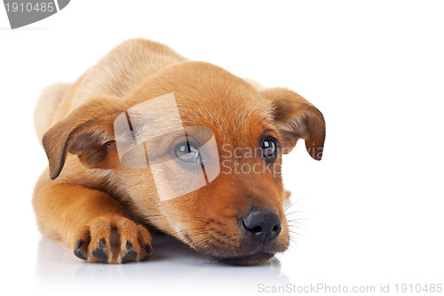 Image of cute stray puppy dog 
