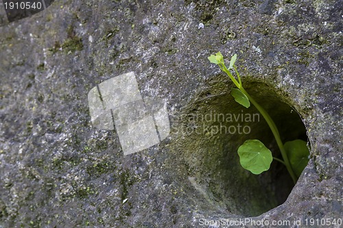 Image of small green plant growing through stone