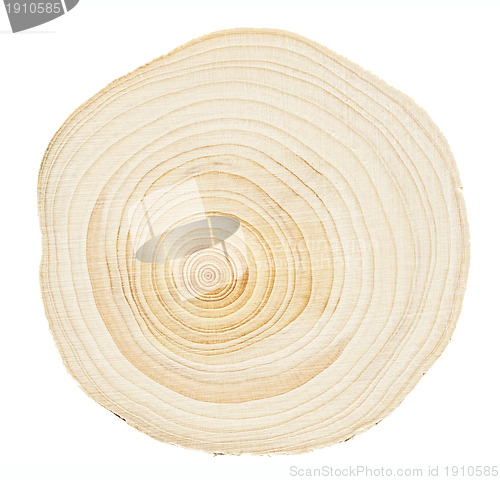 Image of Wood rings