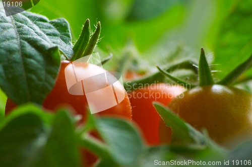 Image of Red tomatoes