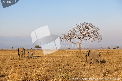 Image of Wild Elephant