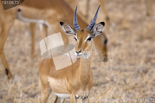 Image of Wild Impala