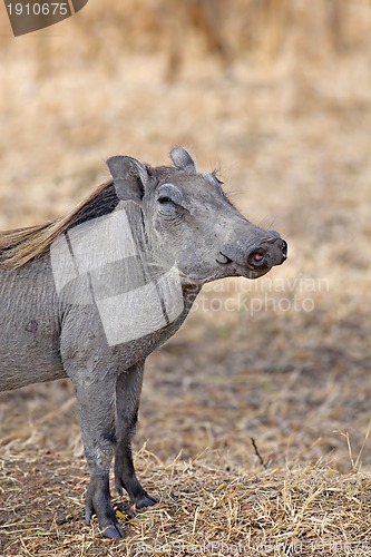 Image of Wild warthog