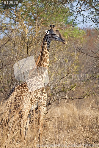 Image of Wild Giraffe