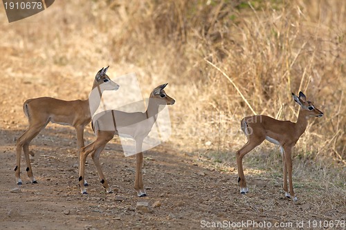 Image of Wild Impala