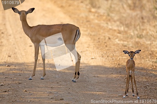 Image of Wild Impala