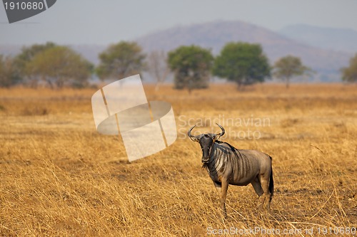 Image of Wildebeest in Mikumi