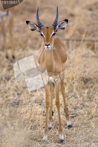 Image of Wild Impala