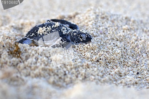 Image of Green Sea Turtle Hatchling