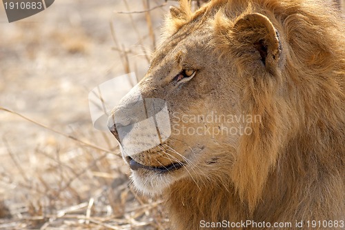 Image of Wild lion