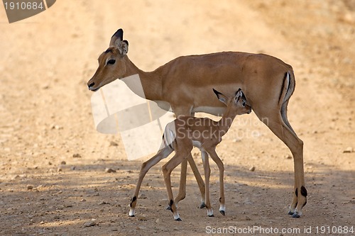 Image of Wild Impala