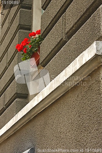 Image of Red flowers on the window outdoors