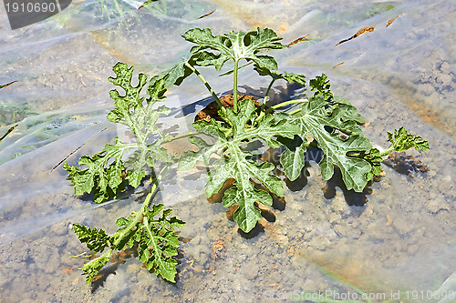 Image of Watermelon seedling in soil covered with film