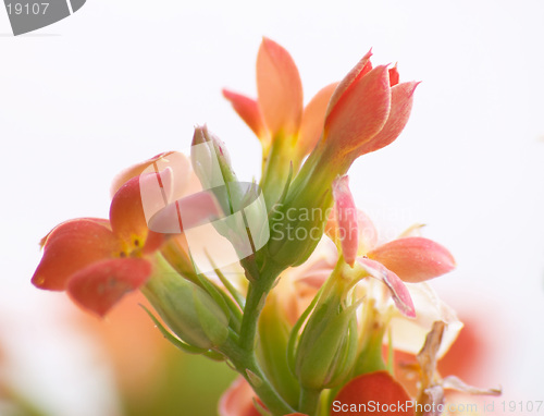 Image of Flowers of red kalanchoe (high key)