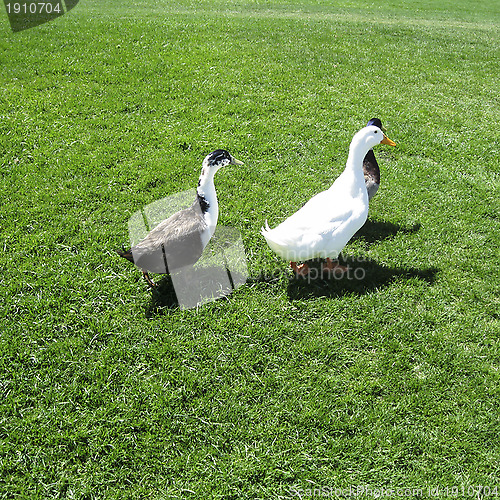 Image of Animals of New Mexico