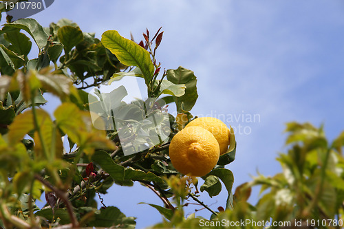 Image of lemon tree detail