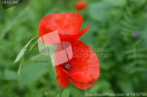 Image of poppies