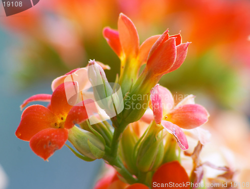 Image of Flowers of red kalanchoe