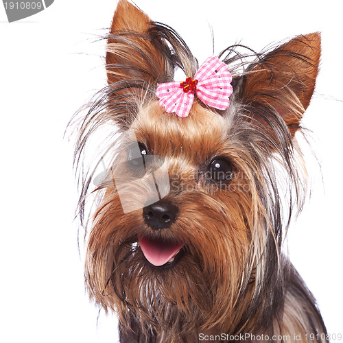 Image of baby face yorkshire terrier puppy dog