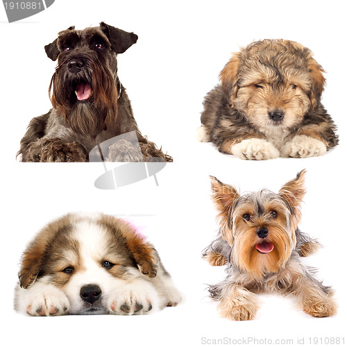 Image of four cute puppy dogs on white background