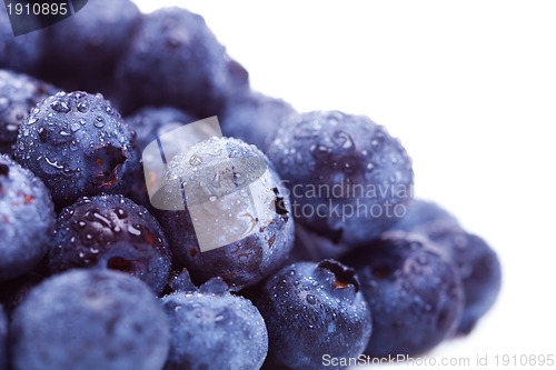 Image of pile of fresh  blueberry fruits with water drops on 
