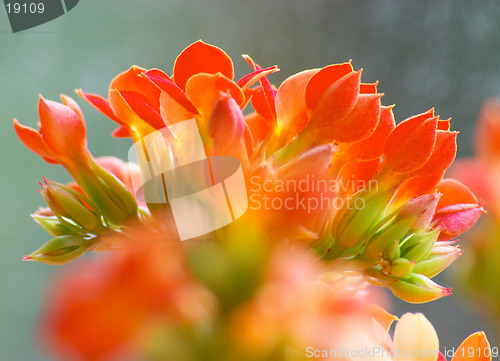 Image of Flowers of red kalanchoe