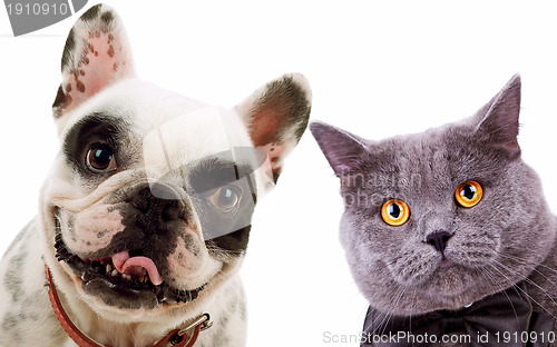 Image of British short hair grey cat  and french bull dog puppy dog