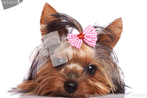 Image of cute yorkshire terrier puppy dog looking a little sad