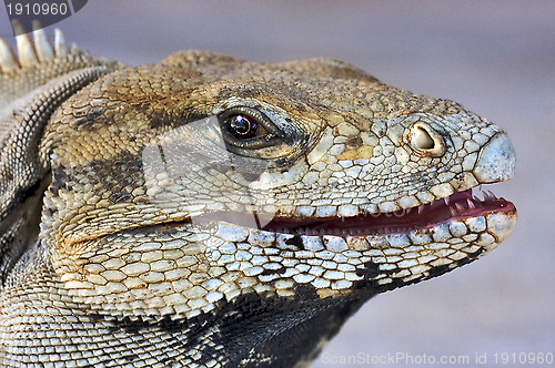 Image of eye of iguana