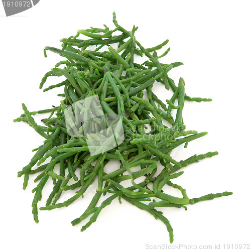 Image of Samphire