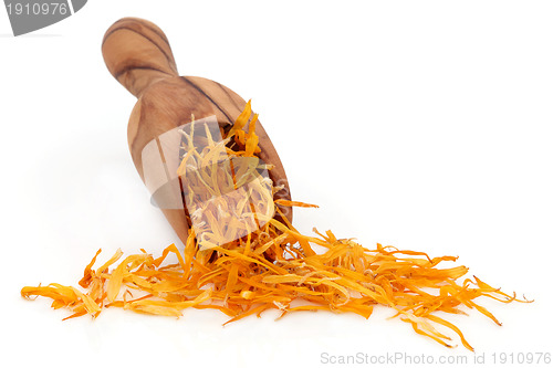 Image of Calendula Flower Petals