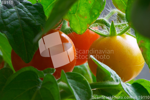 Image of Red tomatoes