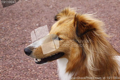 Image of sheltie collie dog