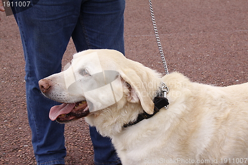 Image of golden labrador