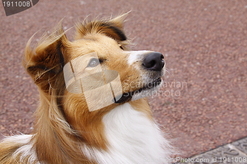 Image of sheltie collie dog