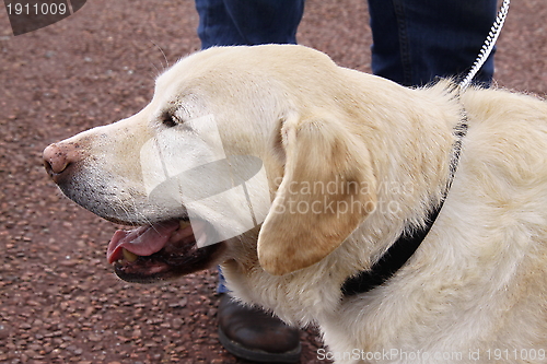 Image of golden labrador