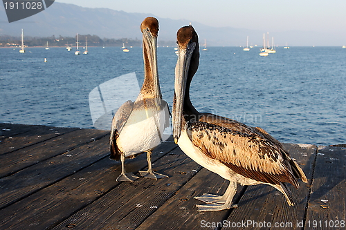 Image of California Pelicans