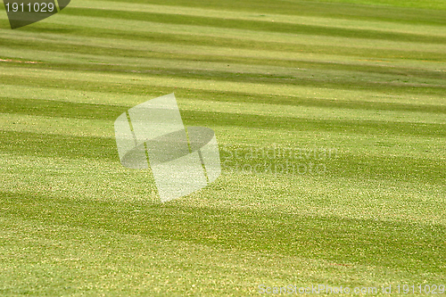 Image of Grass