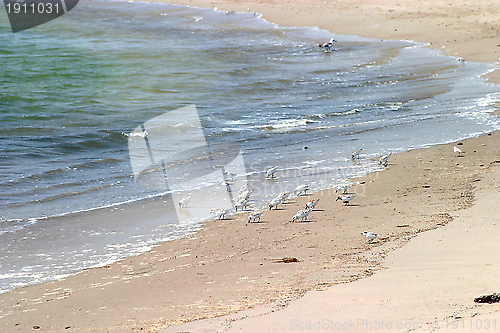 Image of Western Sandpiper