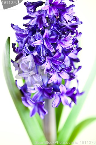 Image of  blue hyacinth