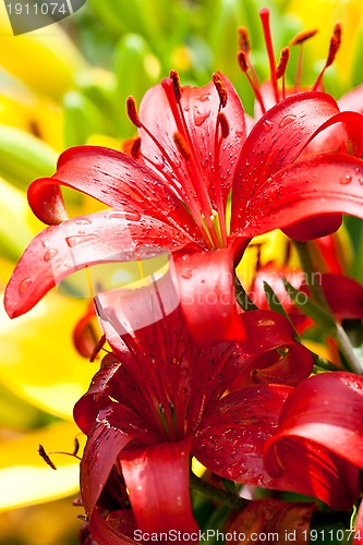 Image of red lilly flower 