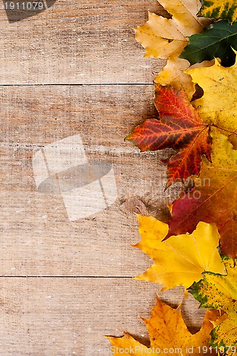 Image of autumn leaves 