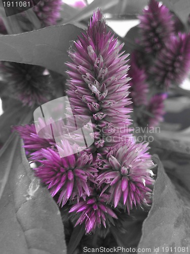 Image of Flower