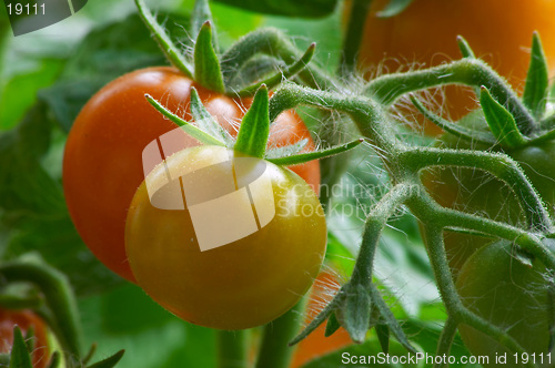 Image of Red tomatoes